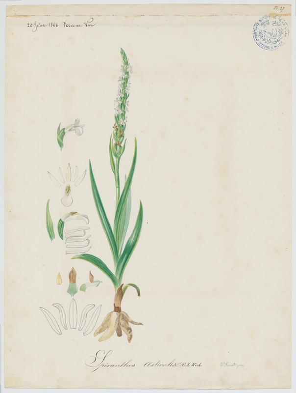 Spiranthe d'été ; plante à fleurs, Vincent Fossat, 1866