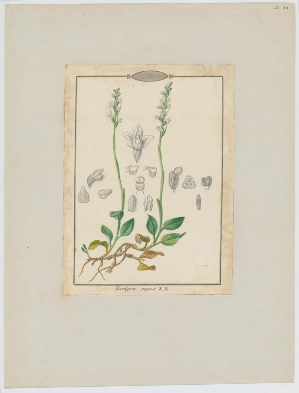 Goodyère rampante ; plante à fleurs, Jean-Baptiste Barla, 19e siècle