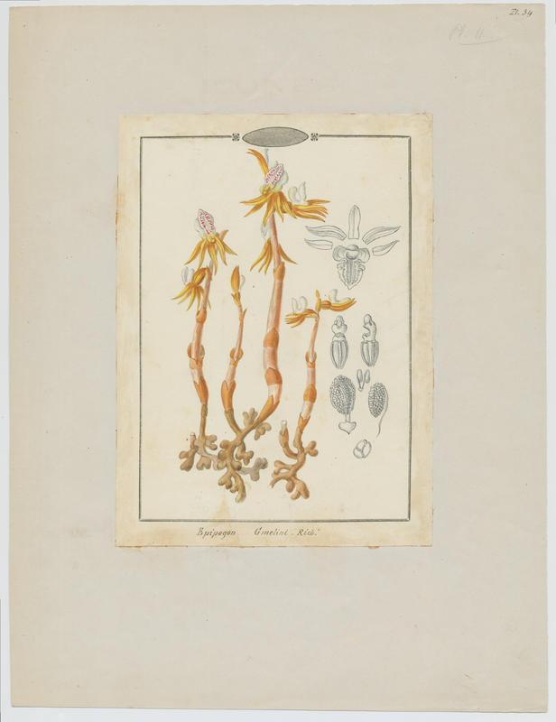 Épipogon sans feuilles ; plante à fleurs, Jean-Baptiste Barla, 19e siècle