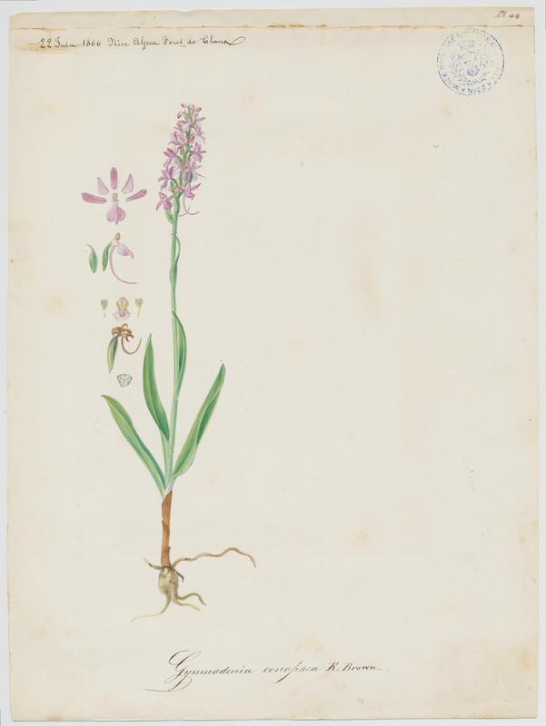 Gymnadénie moucheron ; Orchis moucheron ; Orchis moustique ; plante à fleurs_0