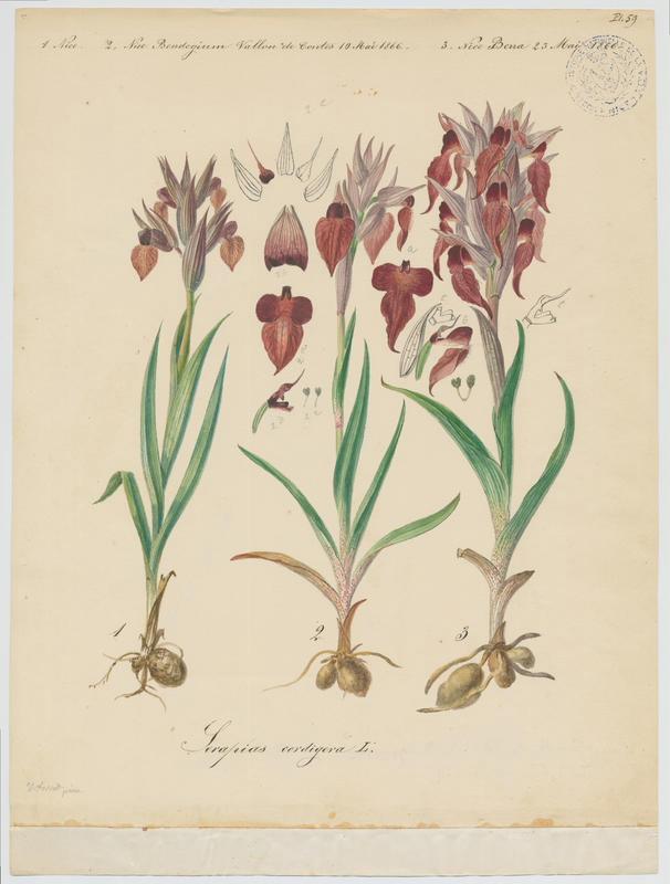 Sérapias en coeur ; plante à fleurs, Vincent Fossat, 1866