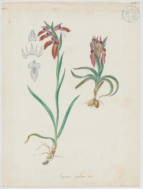 Sérapias négligé ; plante à fleurs, Jean-Baptiste Barla, 19e siècle