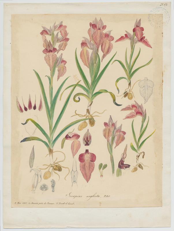 Sérapias négligé ; plante à fleurs, Vincent Fossat, 1867