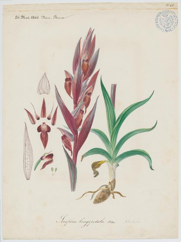 Sérapias à labelle allongé ; plante à fleurs, Vincent Fossat, 1866