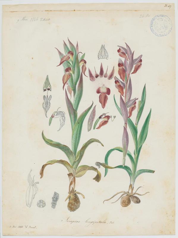 Sérapias à labelle allongé ; plante à fleurs, Vincent Fossat, 1866