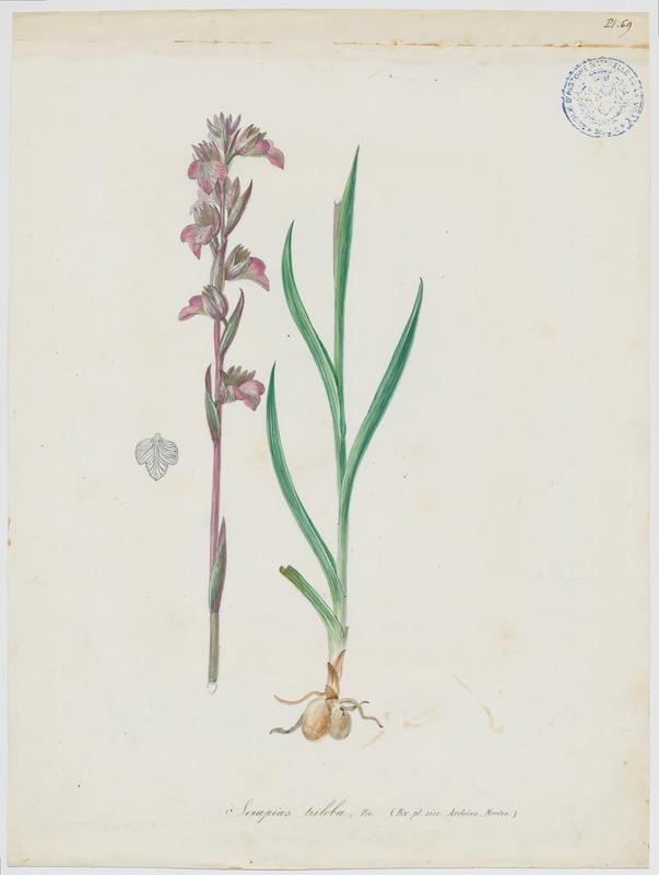 Orchidée ; plante à fleurs, Jean-Baptiste Barla, 19e siècle