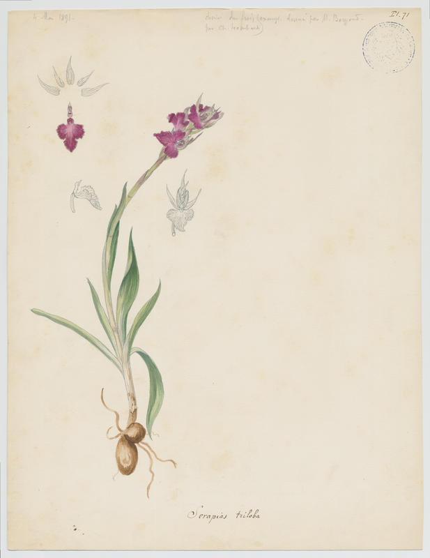 Orchidée ; plante à fleurs, Charles Lombardi, 1891