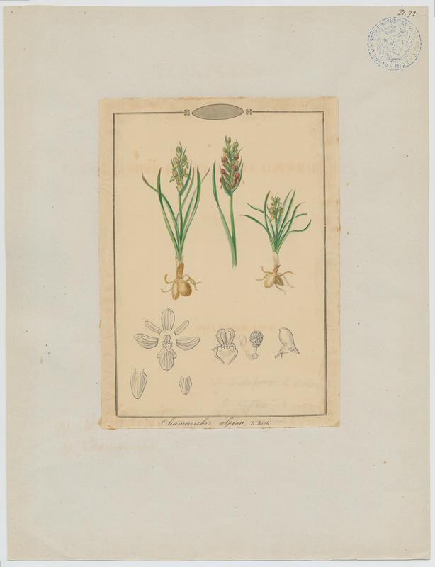 Orchis nain des Alpes ; plante à fleurs, Jean-Baptiste Barla, 19e siècle
