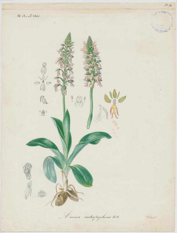 Orchis homme pendu ; Acéras homme pendu ; Porte-Homme ; Pantine ; Homme-pendu ; Ophris homme pendu ; plante à fleurs, Vincent Fossat, 1866