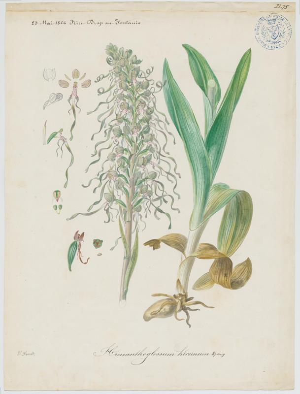 Orchis bouc ; Himantoglosse à odeur de bouc ; plante à fleurs, Vincent Fossat, 1866