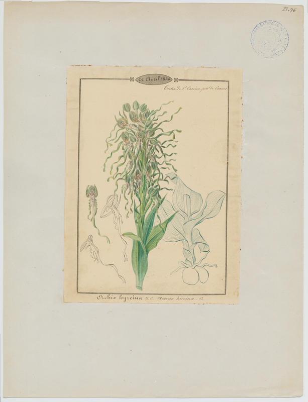 Orchis bouc ; Himantoglosse à odeur de bouc ; plante à fleurs_0
