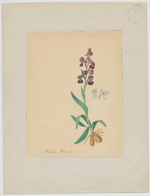Orchis bouffon ; plante à fleurs, Jean-Baptiste Barla, 19e siècle