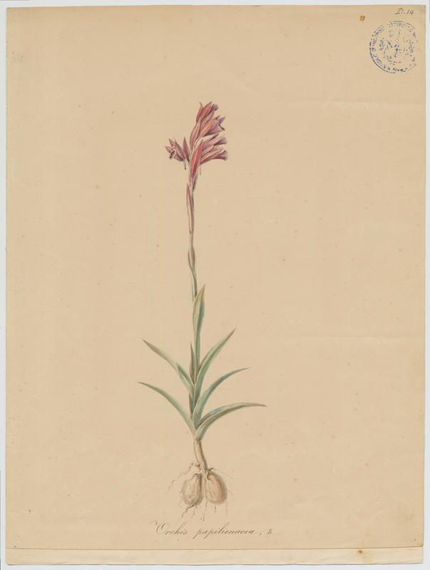 Orchis papilon ; plante à fleurs, Jean-Baptiste Barla, 19e siècle