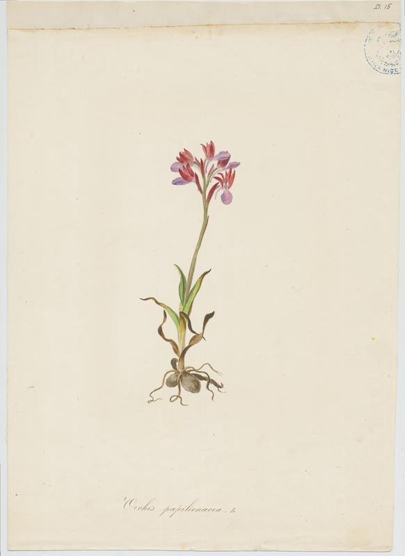 Orchis papilon ; plante à fleurs, Jean-Baptiste Barla, 19e siècle