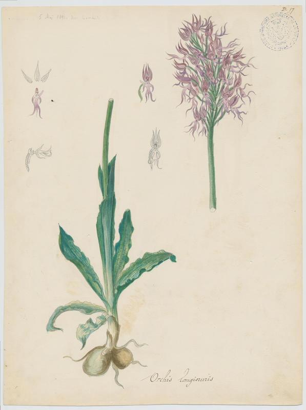 Orchidée d'Italie ; plante à fleurs, Charles Lombardi, 1891