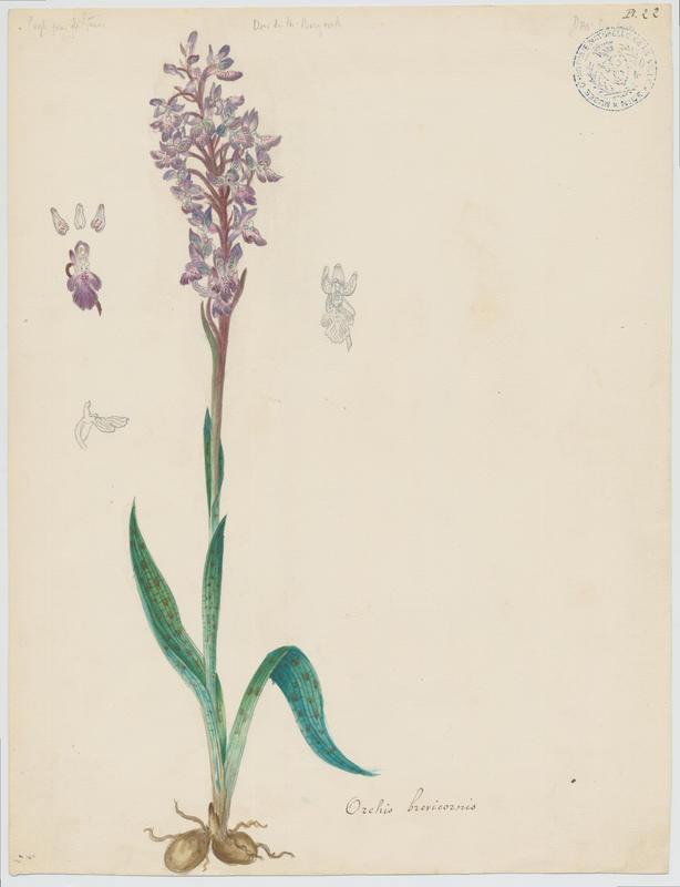 Orchis de Spitzel ; Orchis à corne courte ; plante à fleurs, Charles Lombardi, 19e siècle