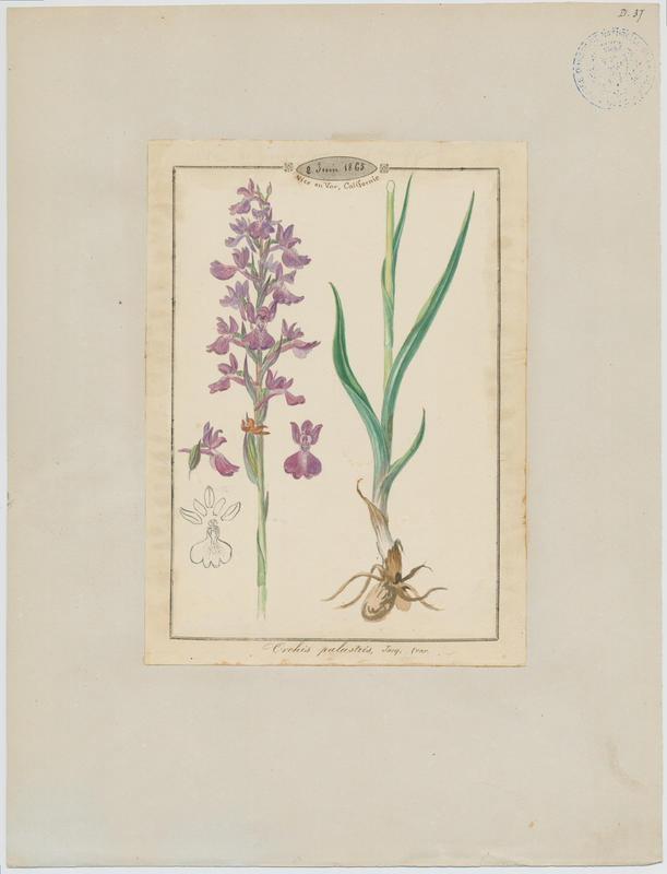Orchis des marais ; plante à fleurs, Jean-Baptiste Barla, 1865