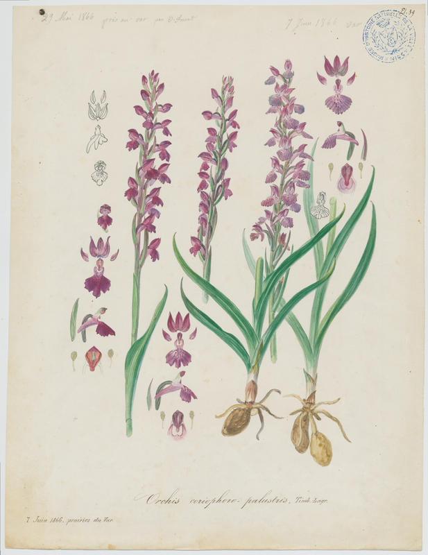 Orchis ; plante à fleurs, Vincent Fossat, 1866