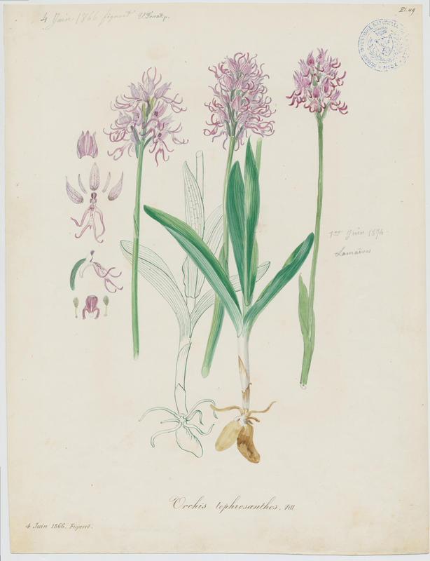 Orchis singe ; plante à fleurs, Vincent Fossat, 1866