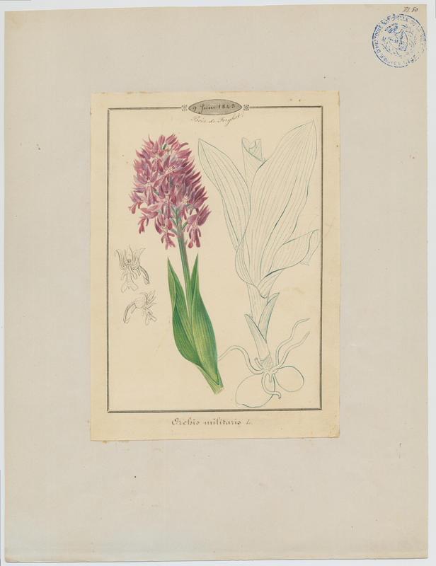 Orchis militaire ; Casque militaire ; Orchis casqué ; plante à fleurs, Jean-Baptiste Barla, 1843