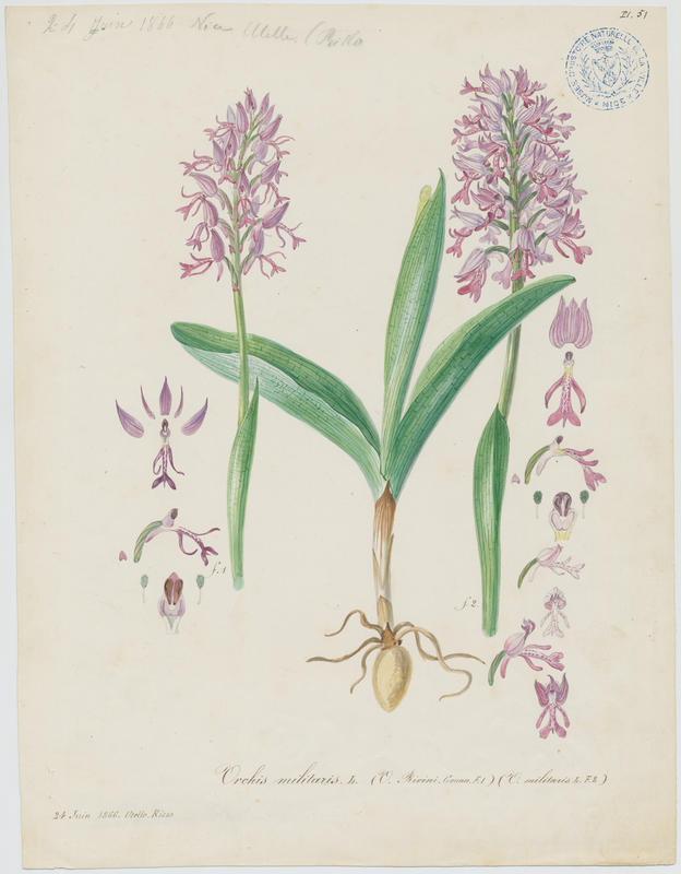 Orchis militaire ; Casque militaire ; Orchis casqué ; plante à fleurs_0