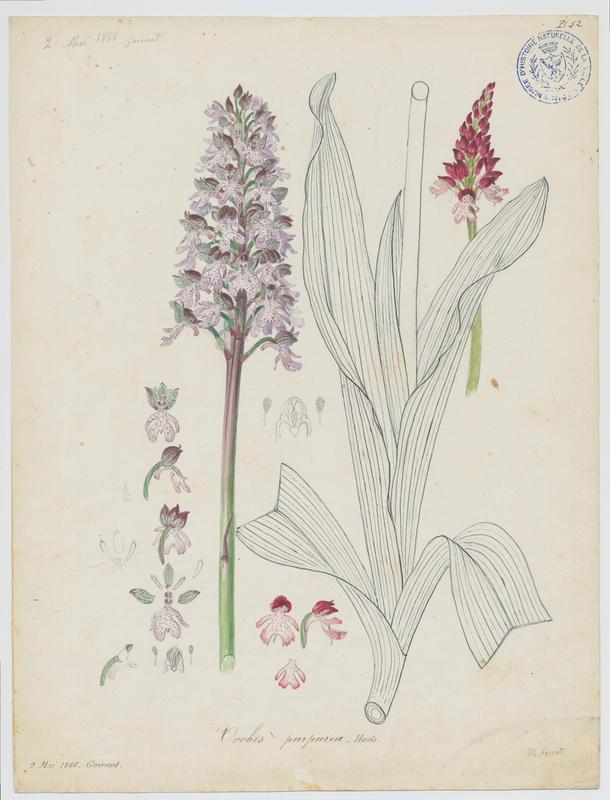 Orchis pourpre ; plante à fleurs, Vincent Fossat, 1866