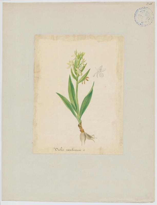 Dactylorhize à feuilles larges ; Orchis à larges feuilles ; plante à fleurs, Jean-Baptiste Barla, 19e siècle