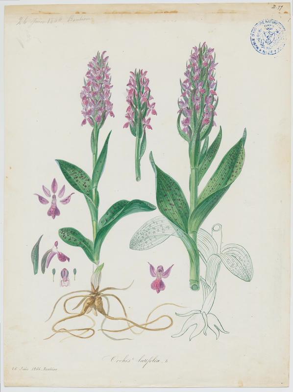 Dactylorhize à feuilles larges ; Orchis à larges feuilles ; plante à fleurs, Jean-Baptiste Barla, 1866