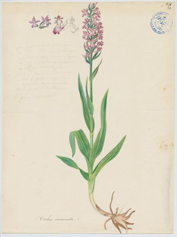 Orchis incarnat ; Orchis couleur de chair ; plante à fleurs_0