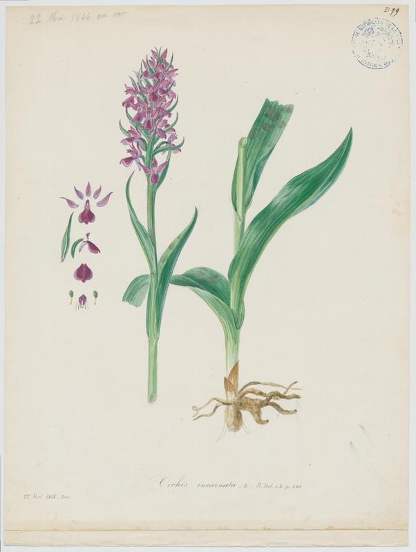 Orchis incarnat ; Orchis couleur de chair ; plante à fleurs_0