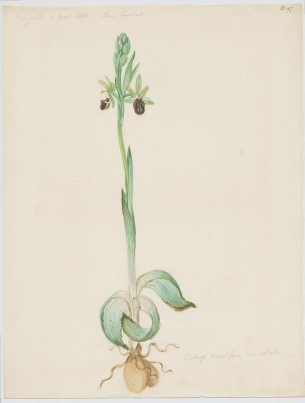 Ophrys araignée ; Oiseau-coquet ; Ophris aranifère ; plante à fleurs, Charles Lombardi, 1892