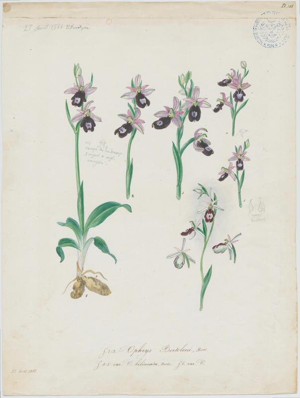 Ophrys ; plante à fleurs, Vincent Fossat, 1866