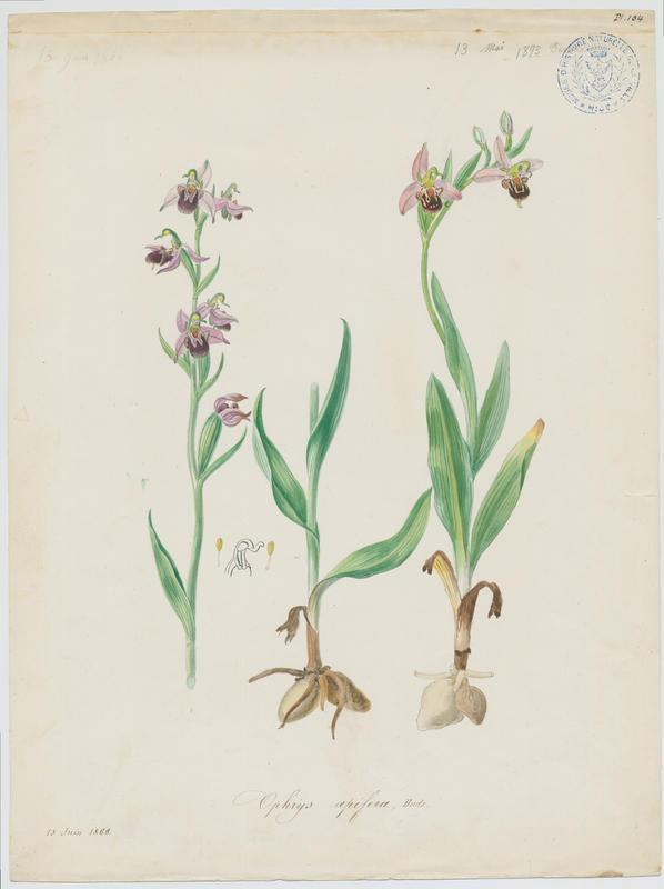 Ophrys abeille ; plante à fleurs, Jean-Baptiste Barla, 1873
