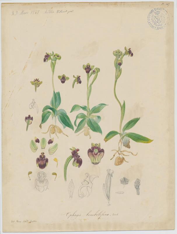 Ophrys bombyx ; plante à fleurs, Vincent Fossat, 1867