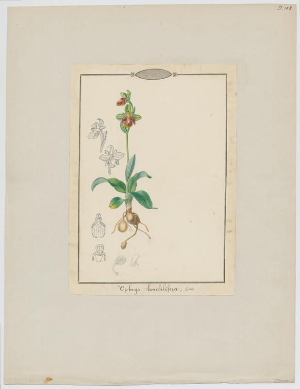 Ophrys bombyx ; plante à fleurs, Jean-Baptiste Barla