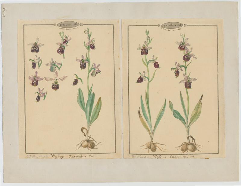 Ophrys bourdon ; plante à fleurs, Vincent Fossat, 1865