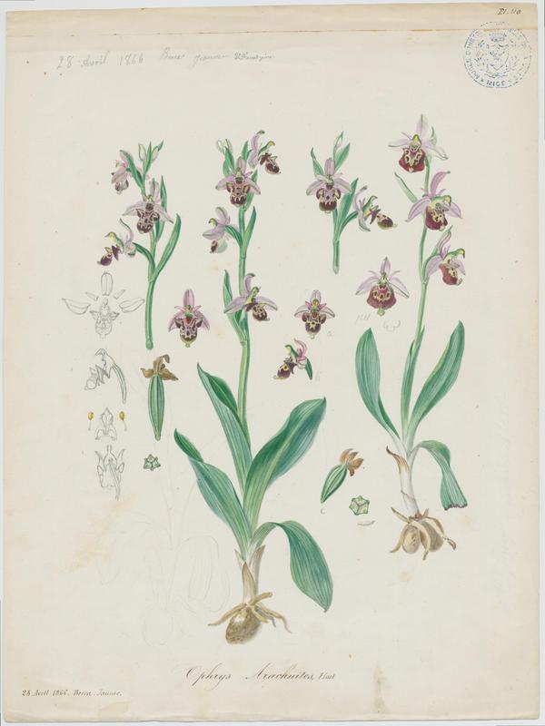 Ophrys bourdon ; plante à fleurs, Vincent Fossat, 1866