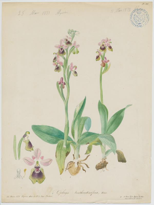 Ophrys tenthrède ; Ophrys à grandes fleurs ; plante à fleurs, Jean-Baptiste Barla, 1871