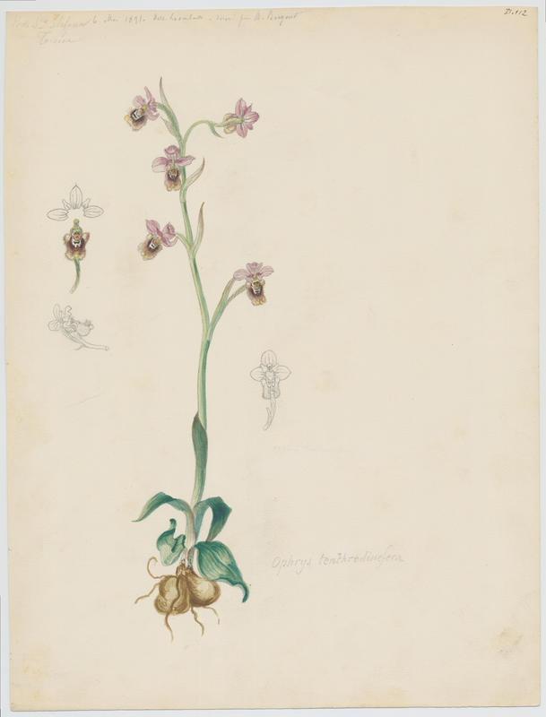 Ophrys tenthrède ; Ophrys à grandes fleurs ; plante à fleurs, Charles Lombardi, 1891