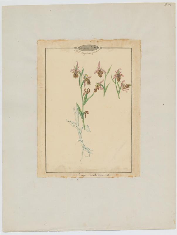 Ophrys bécasse ; plante à fleurs, Jean-Baptiste Barla, 1846