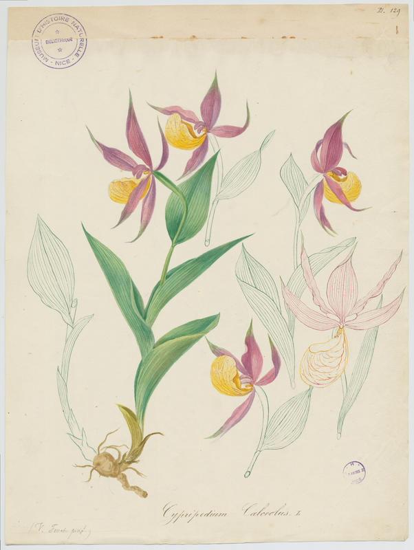 Sabot-de-Vénus ; plante à fleurs, Vincent Fossat