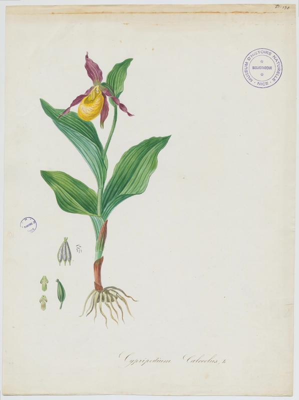 Sabot-de-Vénus ; plante à fleurs, Jean-Baptiste Barla