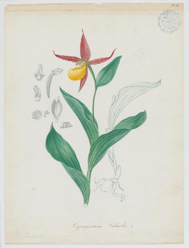 Sabot-de-Vénus ; plante à fleurs, Vincent Fossat