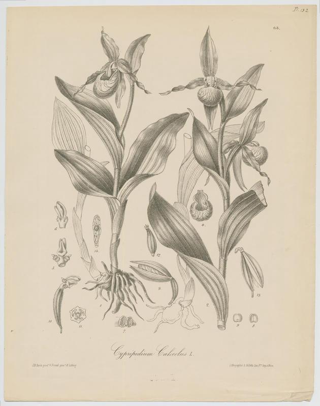 Sabot-de-Vénus ; plante à fleurs, Vincent Fossat