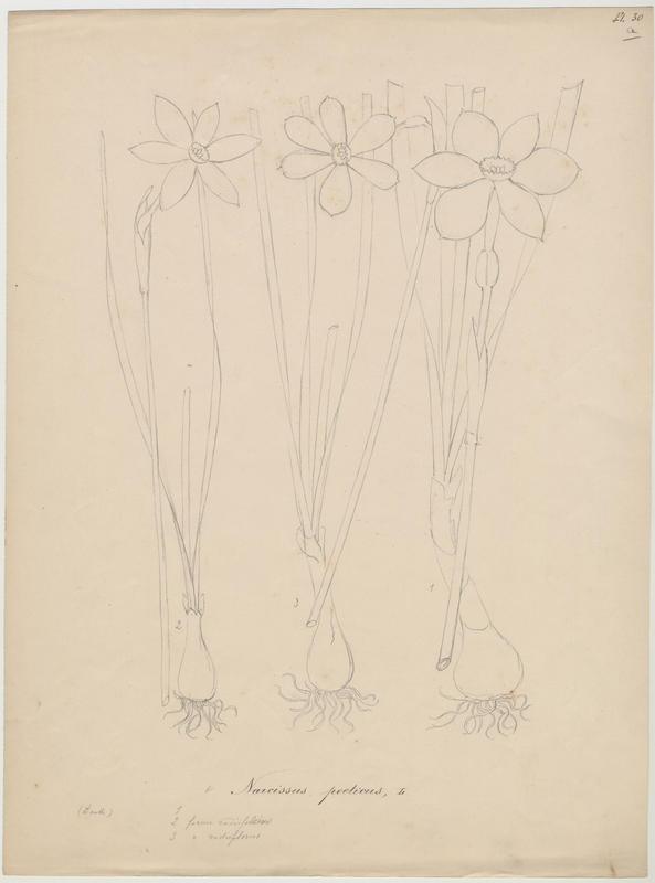 Narcisse des poètes ; plante à fleurs, Jean-Baptiste Barla