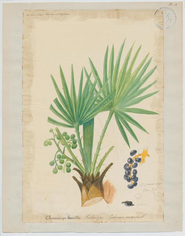 Palmier éventail ; plante à fleurs, Vincent Fossat, 1840
