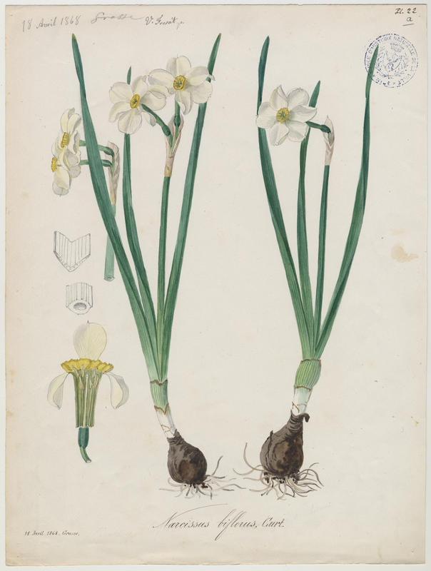 Narcisse-bouquet ; Narcisse à deux fleurs ; plante à fleurs, Vincent Fossat, 1868