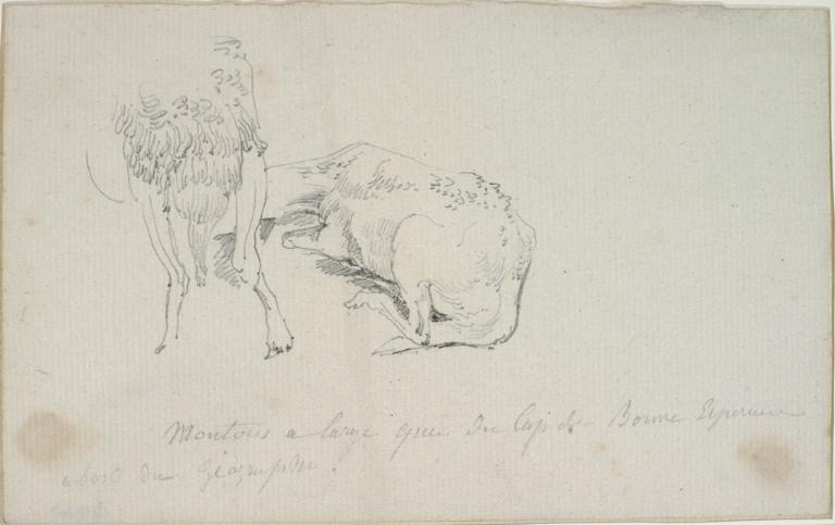 Moutons à large queue du Cap de Bonne Espérance à bord du Géographe, Charles Alexandre Lesueur