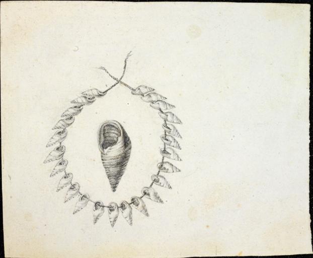 Assemblage de coquillages et coquille d'un gastéropode utilisé pour cet assemblage, Charles Alexandre Lesueur, 1800-1804