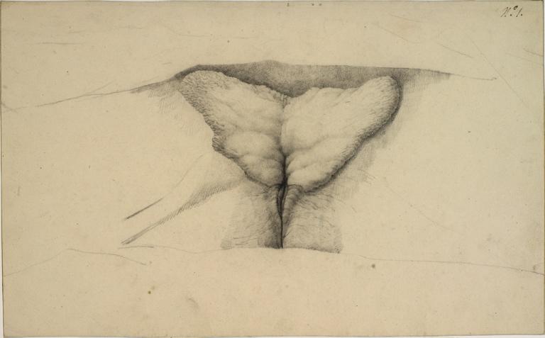 Légende de la gravure issue de ce dessin : Afrique centrale - Tablier des femmes Houzwânaas ou Boschimans (grandeur naturelle), Charles Alexandre Lesueur, 1800-1804